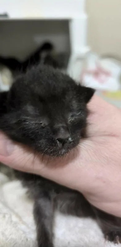 A baby medium-sized female Black & White / Tuxedo Domestic Short Hair cat named Morph for adoption in Kennewick, WA