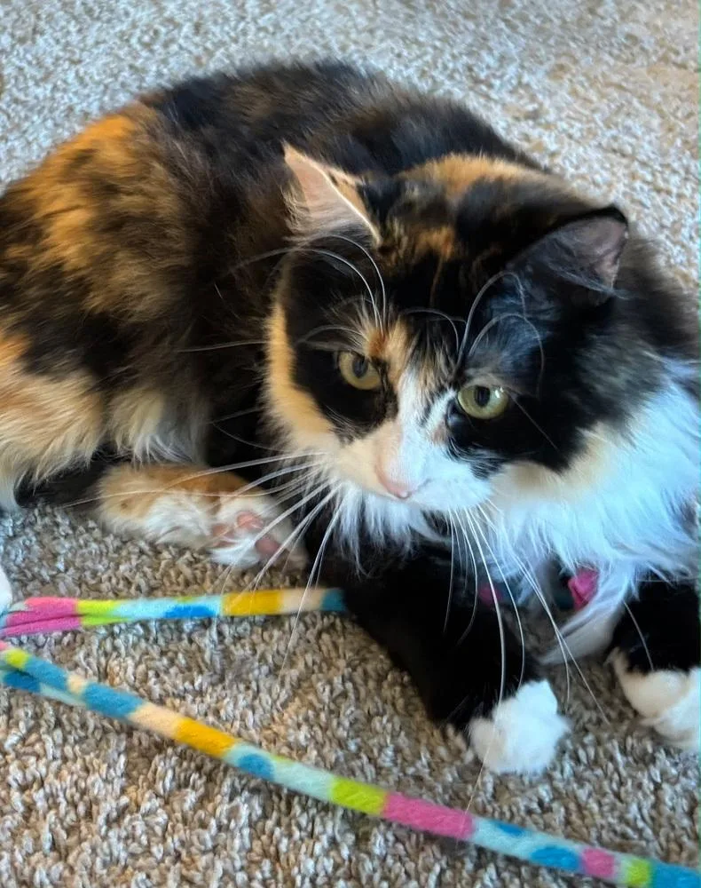 An adult medium-sized female Domestic Medium Hair cat named Spearmint for adoption in Dayton, OH