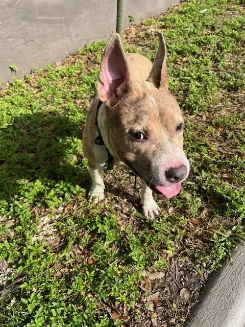 A young medium-sized male Pit Bull Terrier dog named Tango for adoption in Miami, FL
