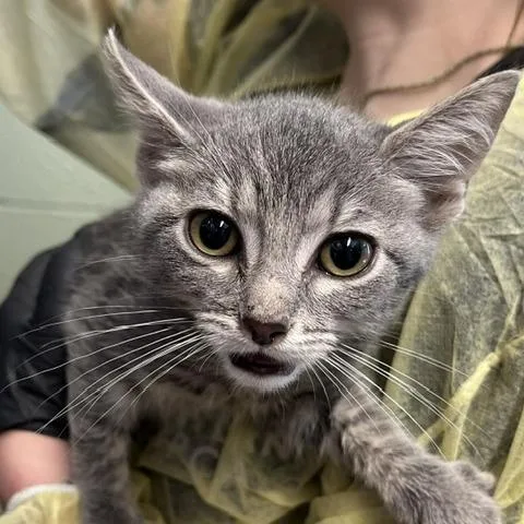 A baby small-sized female Gray / Blue / Silver Domestic Short Hair cat named Spoon for adoption in Baltimore, MD