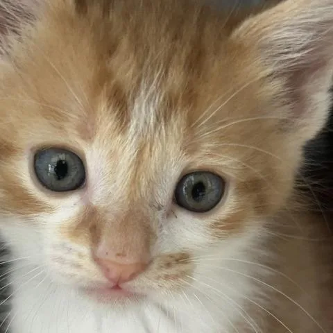 A baby small-sized male American Shorthair cat named Sunny for adoption in Poplar Bluff, MO