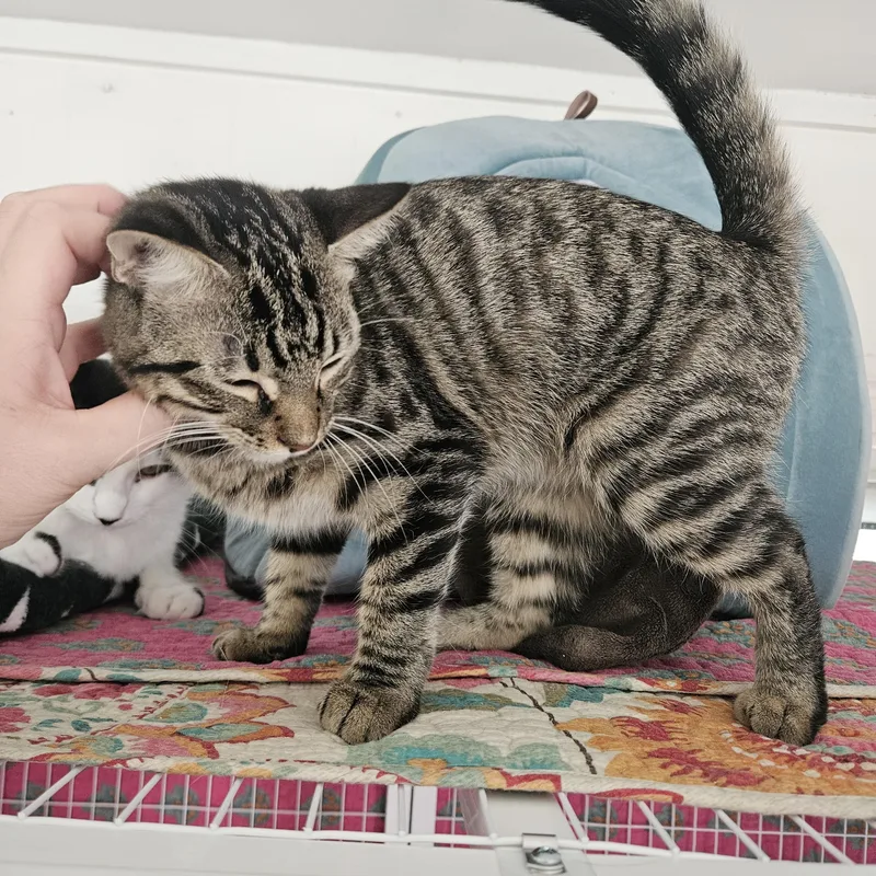 A young medium-sized female Tabby (Brown / Chocolate) Domestic Short Hair cat named Maple for adoption in Melbourne, FL