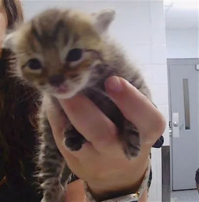 A baby small-sized male American Shorthair cat named Clark for adoption in Charlotte, NC