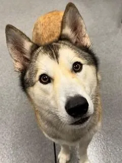An adult medium-sized female Husky dog named Sierra Yrly for adoption in Sidney, OH