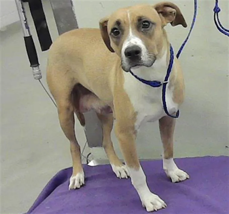 A young medium-sized female Boxer dog named Kris for adoption in Houston, TX