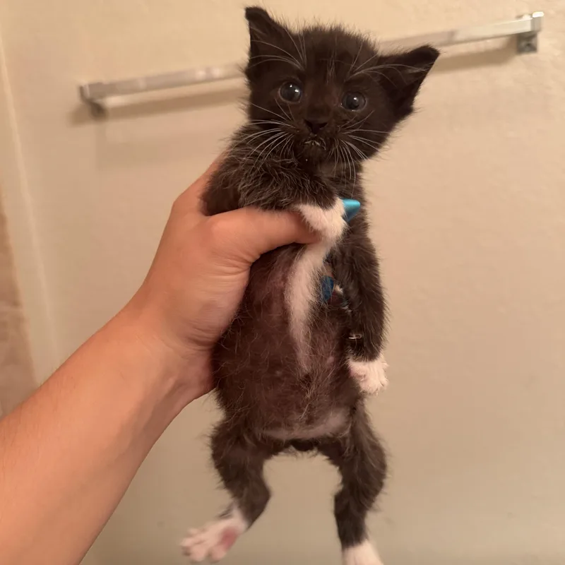 A baby medium-sized male Black & White / Tuxedo Domestic Short Hair cat named Daffy for adoption in jacksonville, FL