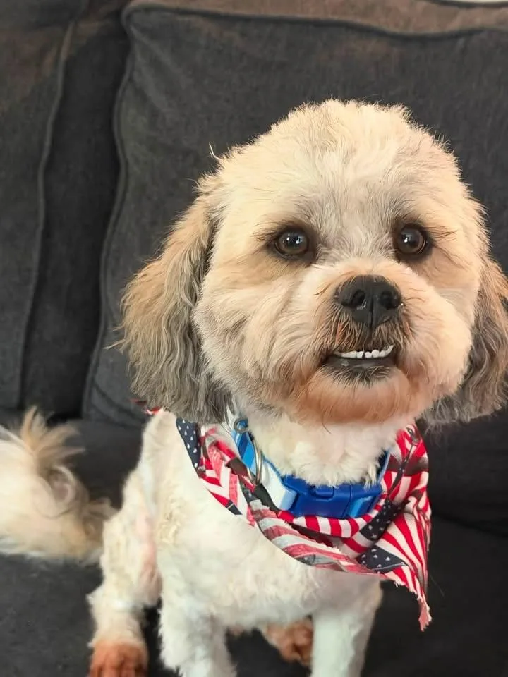 An adult small-sized male Shih Tzu dog named Chance for adoption in Berlin, NJ