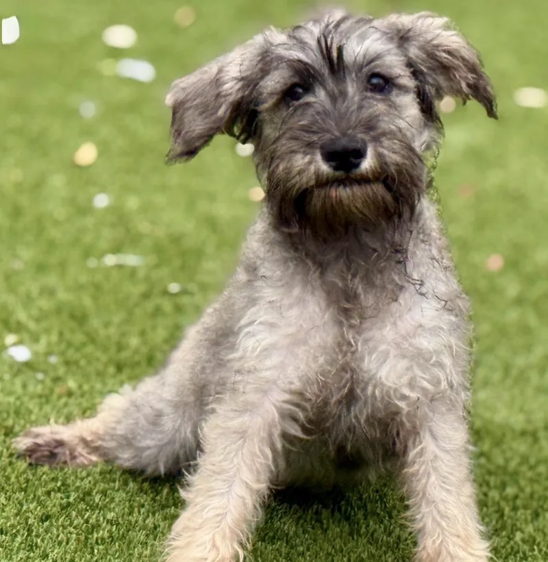 Jolene  Darling Schnauzer thumbnail 3