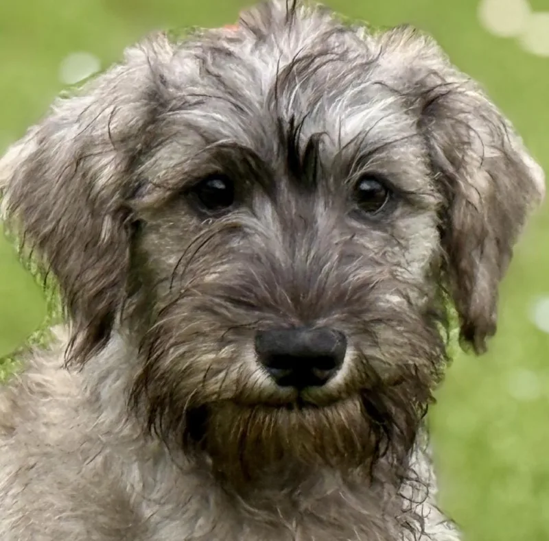 Jolene  Darling Schnauzer thumbnail 5