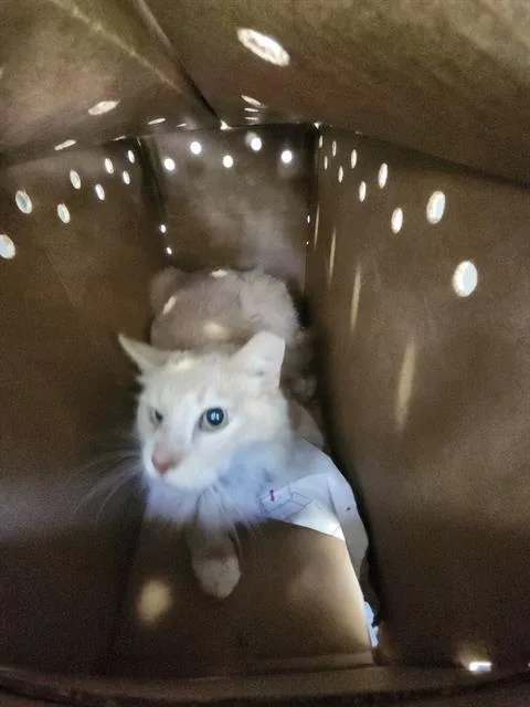 A young medium-sized male Domestic Short Hair cat named 1-10 for adoption in San Antonio, TX