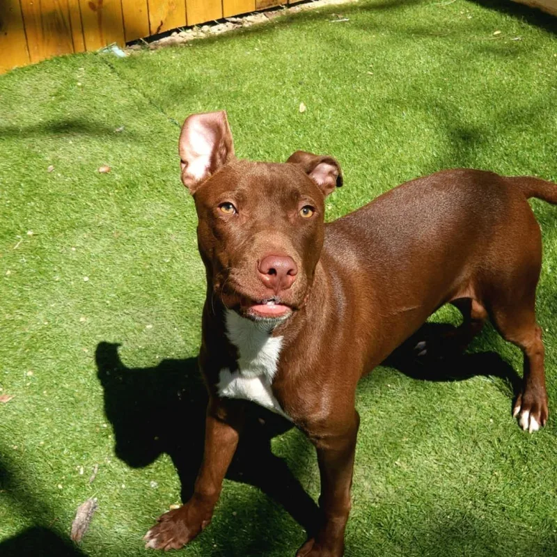 An adult medium-sized male Chocolate Labrador Retriever dog named Chaos JuM for adoption in Austin, TX