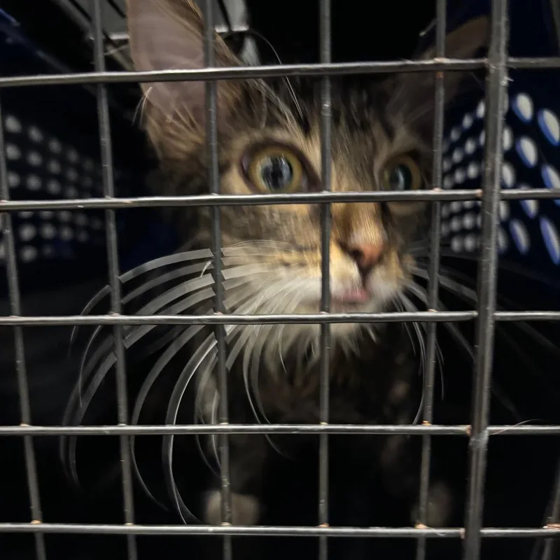 A baby small-sized female Gray / Blue / Silver Domestic Short Hair cat named Dylan for adoption in Greensboro, NC