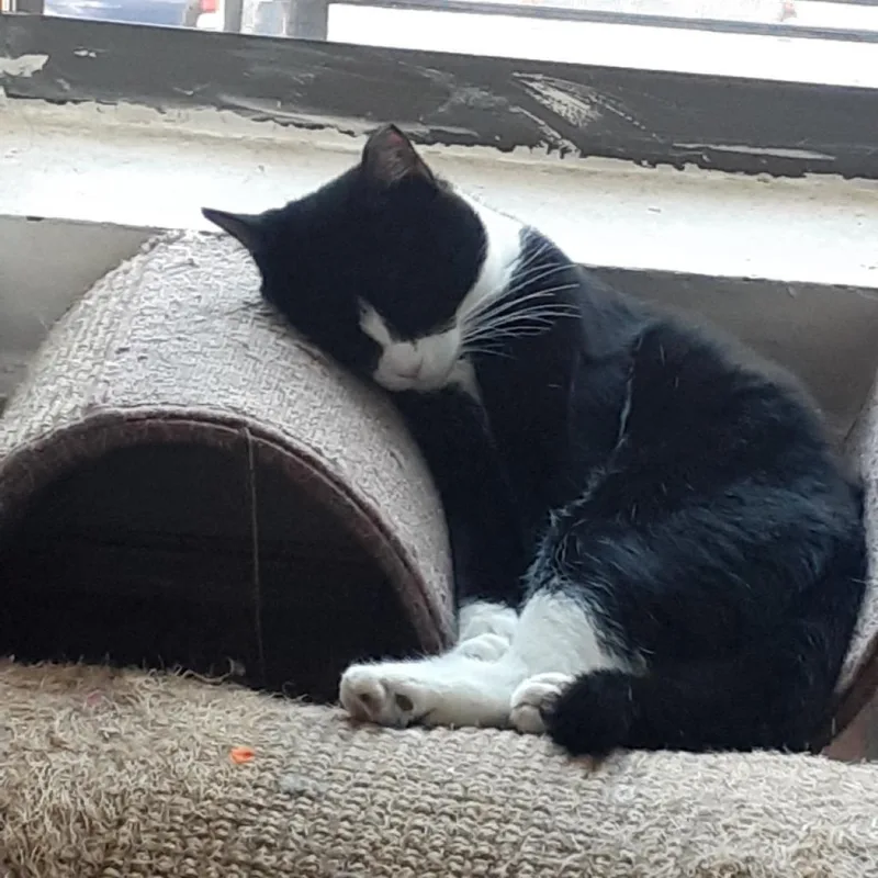 Junipurr thumbnail 2