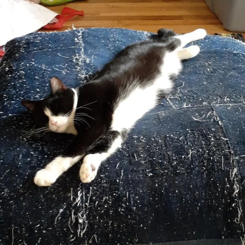 Junipurr thumbnail 3