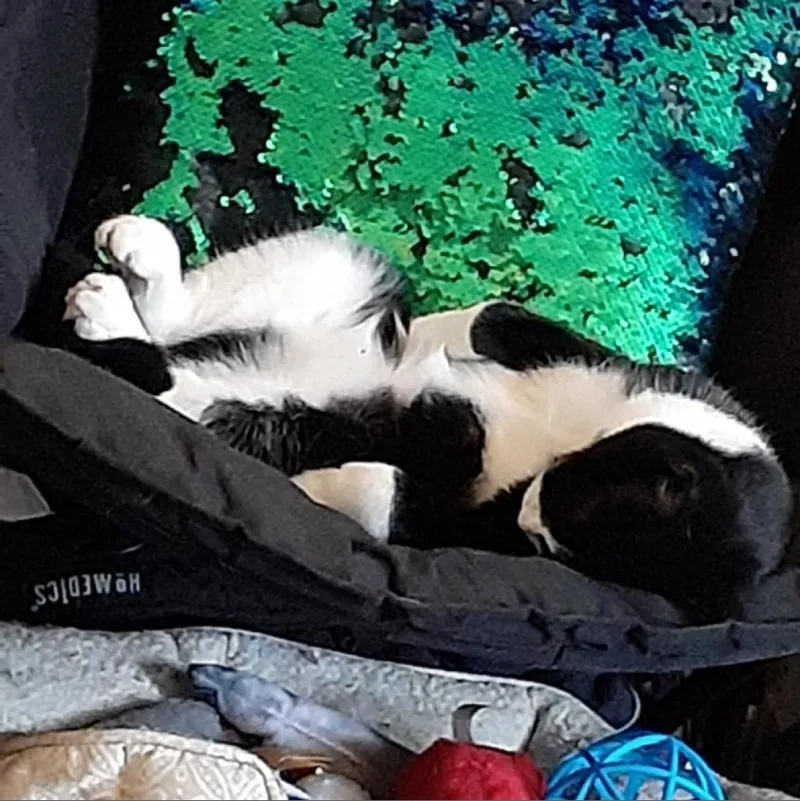 Junipurr thumbnail 4