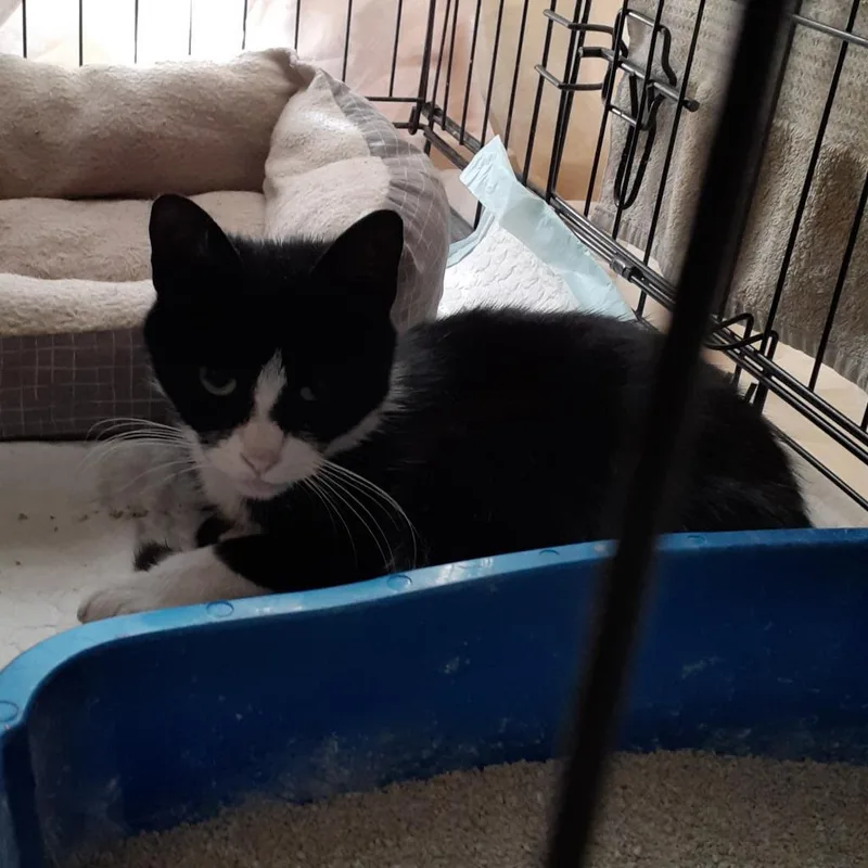 Junipurr thumbnail 5