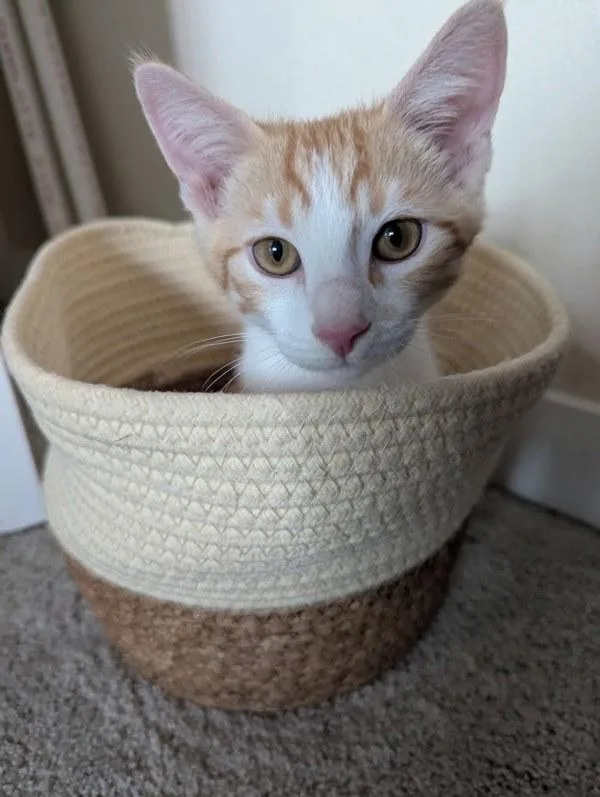 A baby small-sized male Domestic Short Hair cat named Dale for adoption in Bonsall, CA