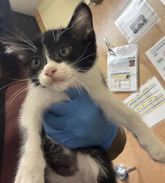 A baby small-sized female Domestic Short Hair cat named Diva for adoption in Sacramento, CA