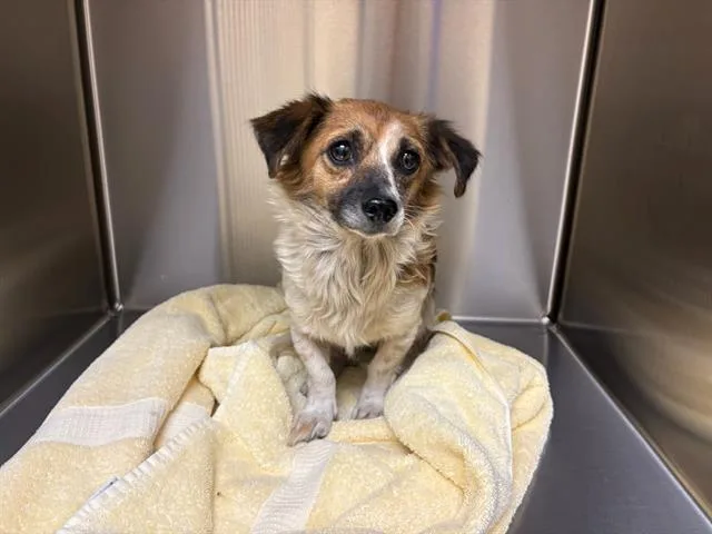 A young small-sized female Dachshund dog named Juliet for adoption in Tustin, CA