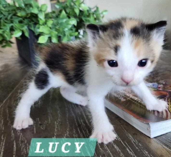 A baby small-sized female Calico Domestic Short Hair cat named Lucy for adoption in Orange, CA