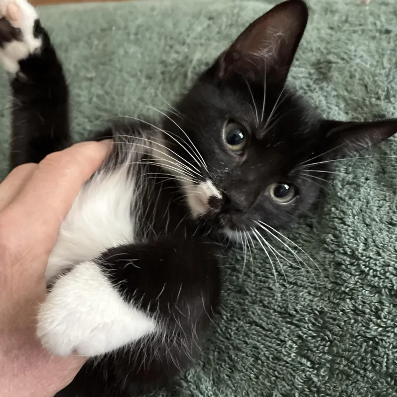 A baby medium-sized male Black & White / Tuxedo Domestic Short Hair cat named ROLAND N. Confident for adoption in New York, NY