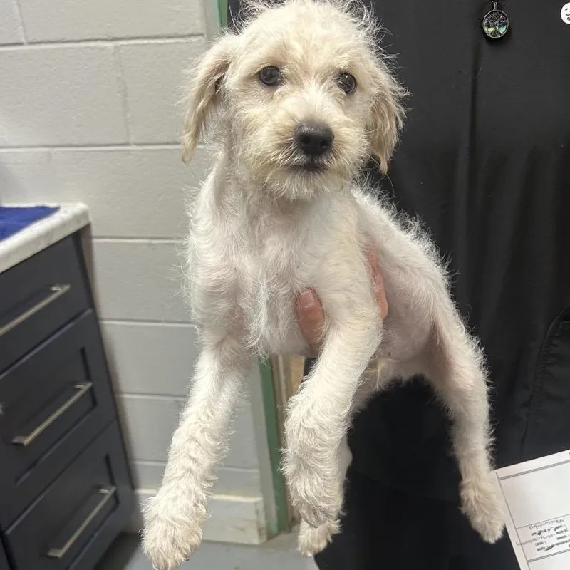 A baby small-sized male Mixed Breed dog named Walker for adoption in Pensacola, FL