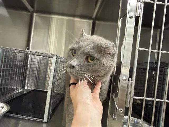 A senior small-sized male Domestic Short Hair cat named Smokey for adoption in Grand Prairie, TX