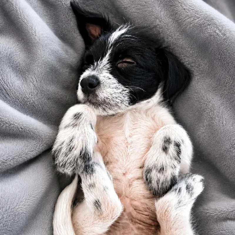 A baby medium-sized male Black Terrier dog named Harley for adoption in Humble, TX