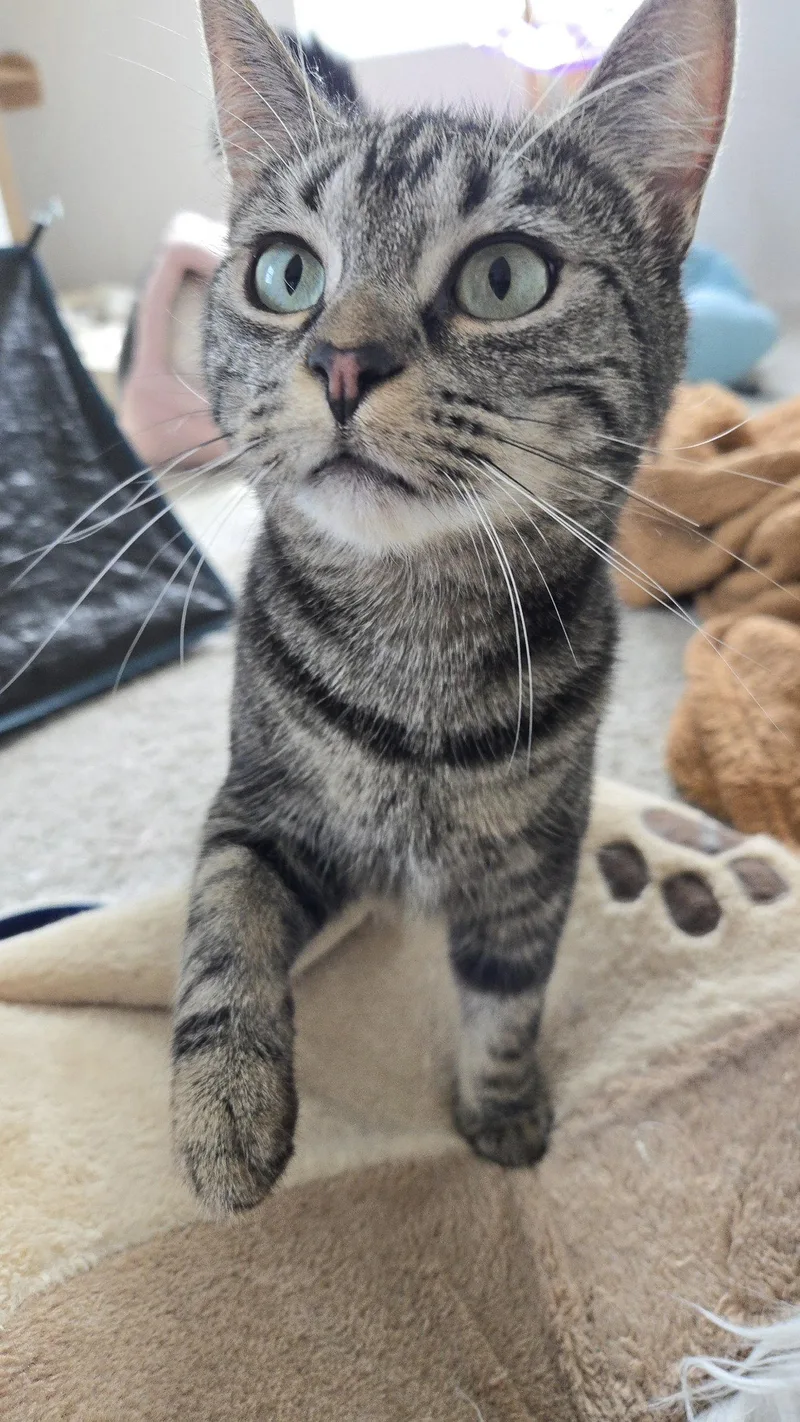 A young small-sized female Domestic Short Hair cat named Nell for adoption in Aurora, CO