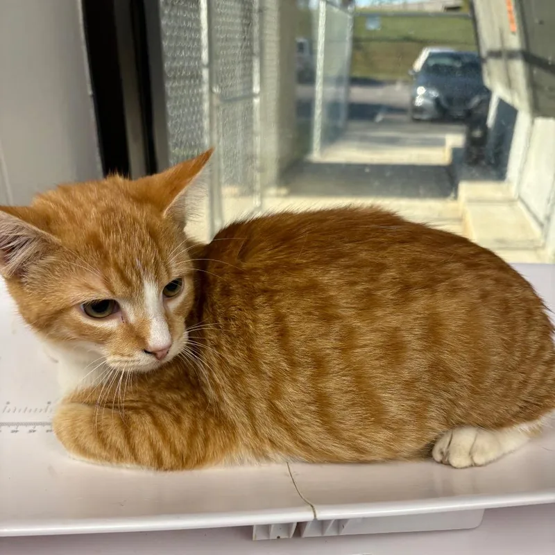 A young medium-sized male Orange / Red Domestic Short Hair cat named Josh for adoption in Columbiana, AL