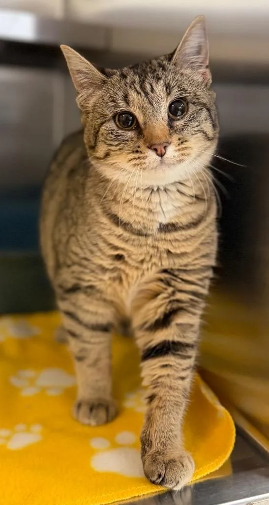 A baby small-sized female Tabby (Brown / Chocolate) Domestic Short Hair cat named Wyoming for adoption in Columbus, NE