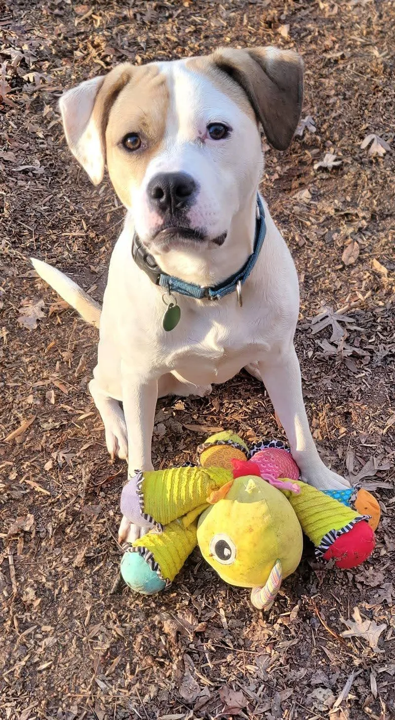 A young medium-sized male Boxer dog named Buster for adoption in Arlington, VA