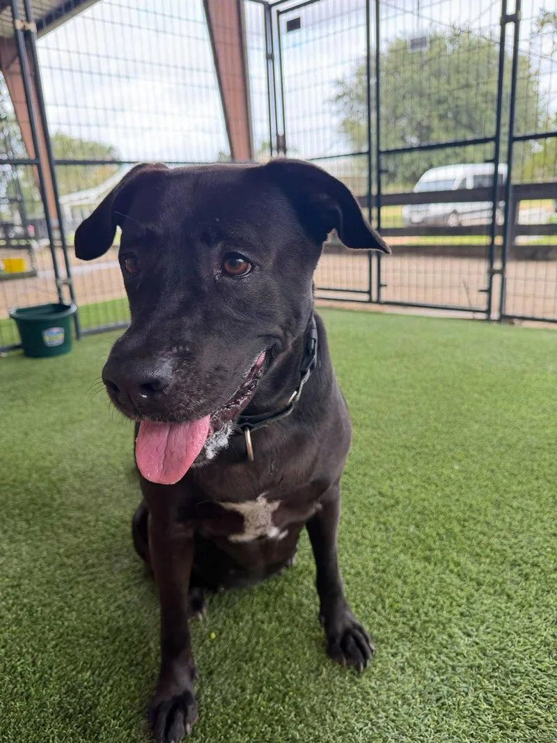 An adult large-sized female Black Labrador Retriever dog named Gigi for adoption in Houston, TX