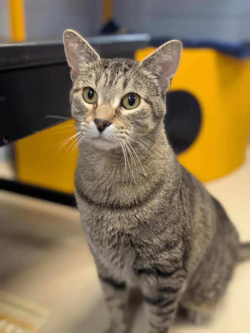An adult large-sized male Tabby (Brown / Chocolate) Domestic Short Hair cat named Teddy Reduced Fee for adoption in Jefferson, WI