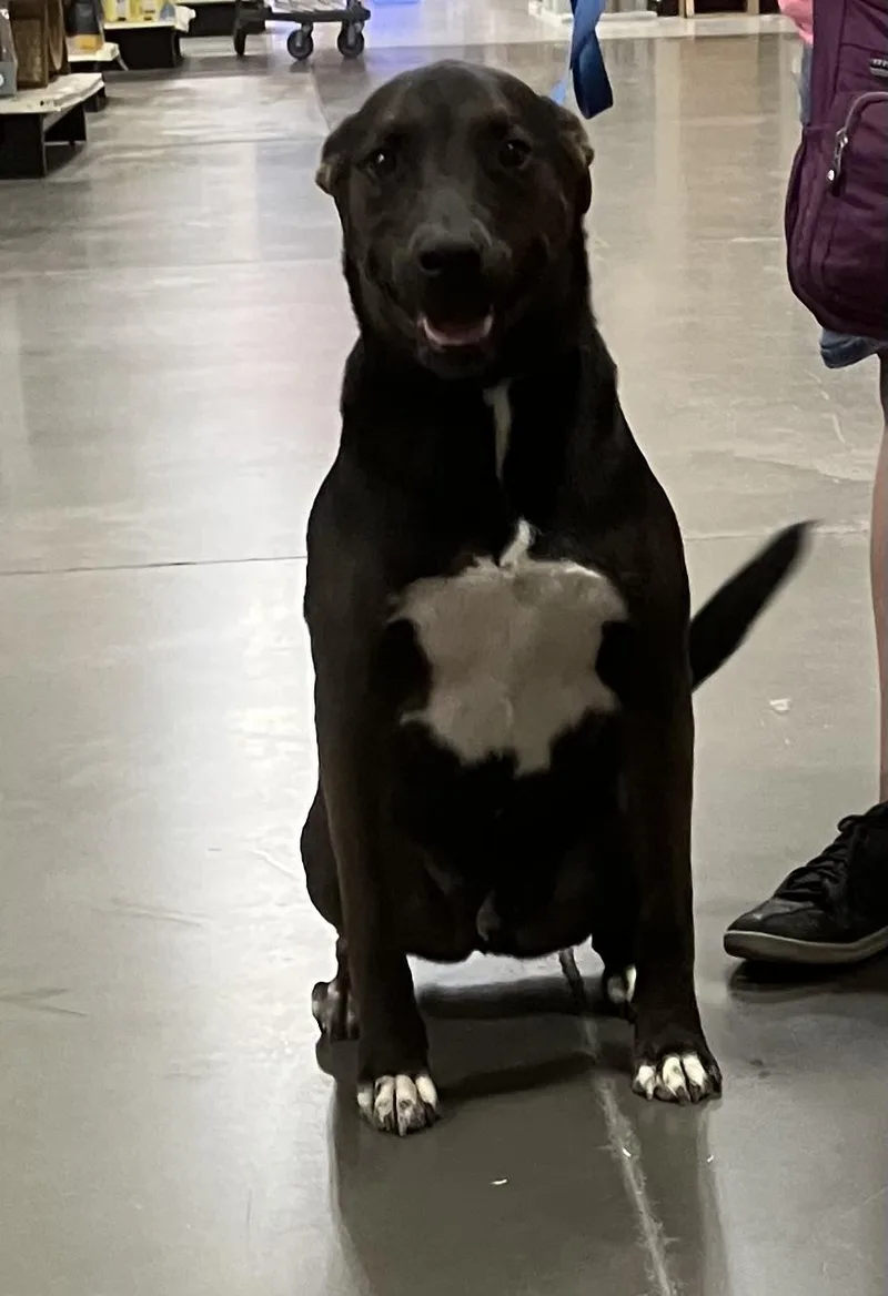 A young medium-sized male Black Pit Bull Terrier dog named Quentin for adoption in Henderson, NV