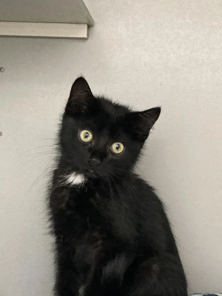 A baby small-sized male Black Domestic Short Hair cat named Cygnus for adoption in Anoka, MN