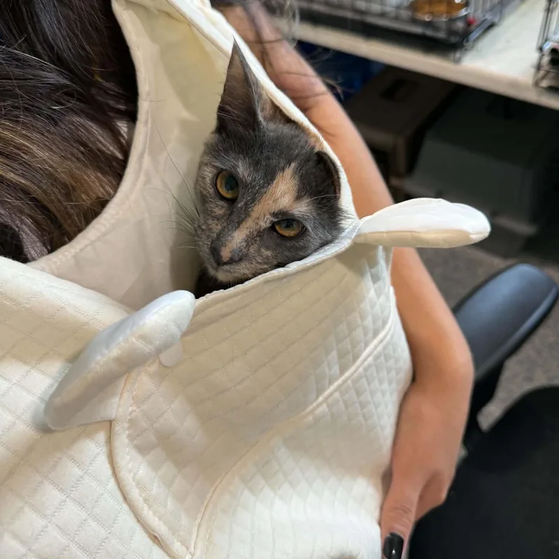 A baby medium-sized female American Shorthair cat named Coca Cola for adoption in Danbury, CT