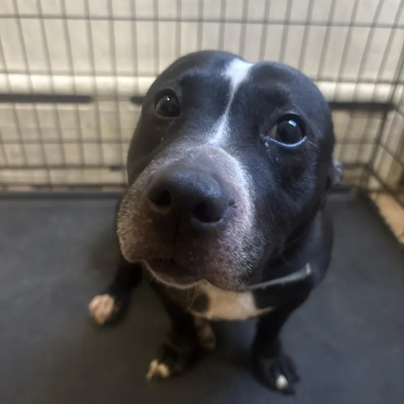 An adult large-sized female Black Pit Bull Terrier dog named Zuri for adoption in Philadelphia, PA