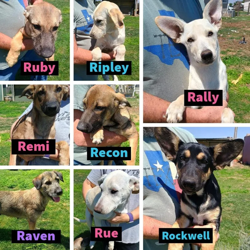 A baby medium-sized female Sable German Shepherd Dog dog named Ruby for adoption in Amarillo, TX