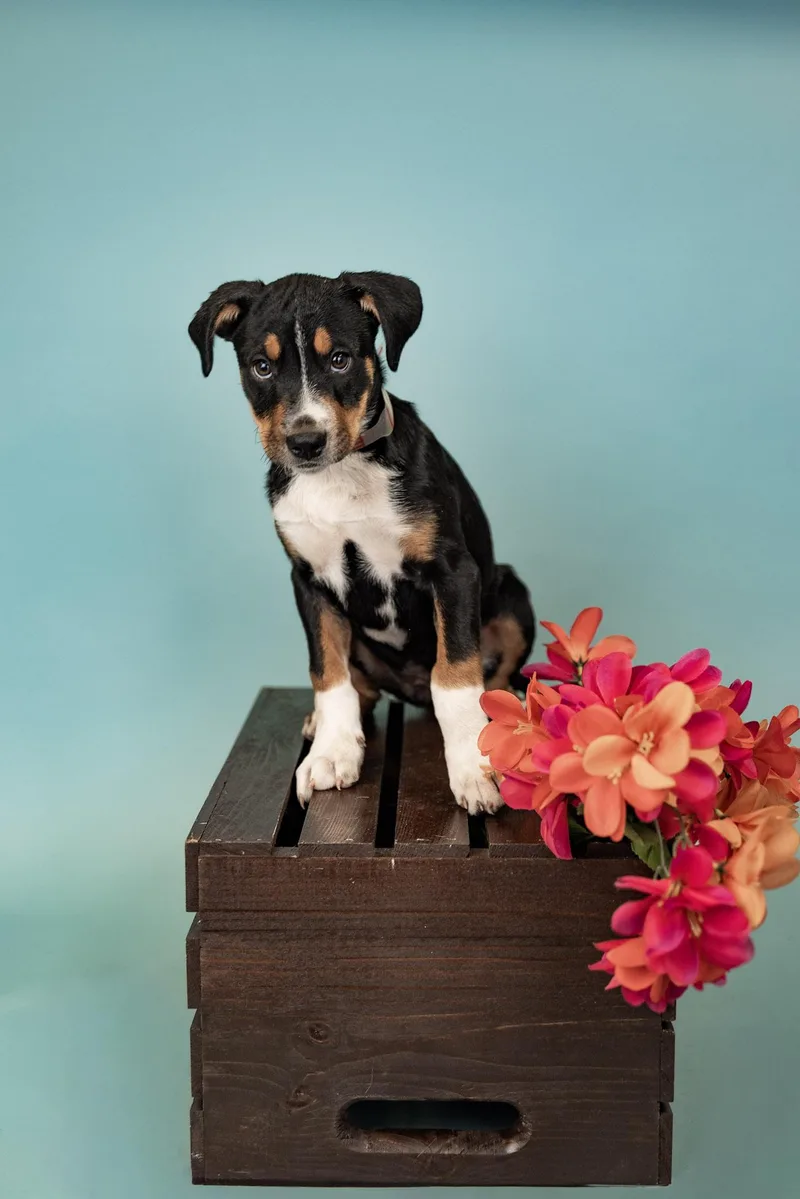 A baby medium-sized male Shepherd dog named 587-26 for adoption in Brighton, CO