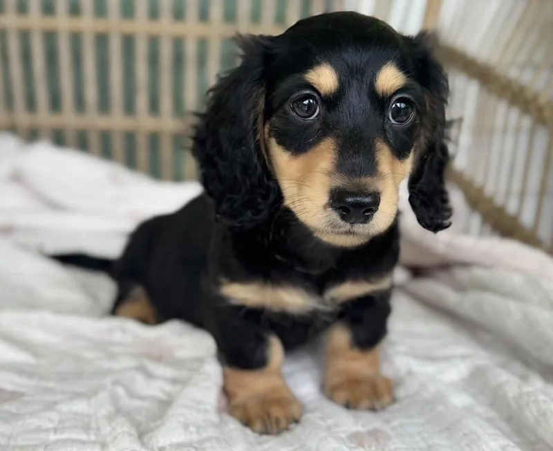 A young small-sized male Dachshund dog named Forrest for adoption in Reddick, FL