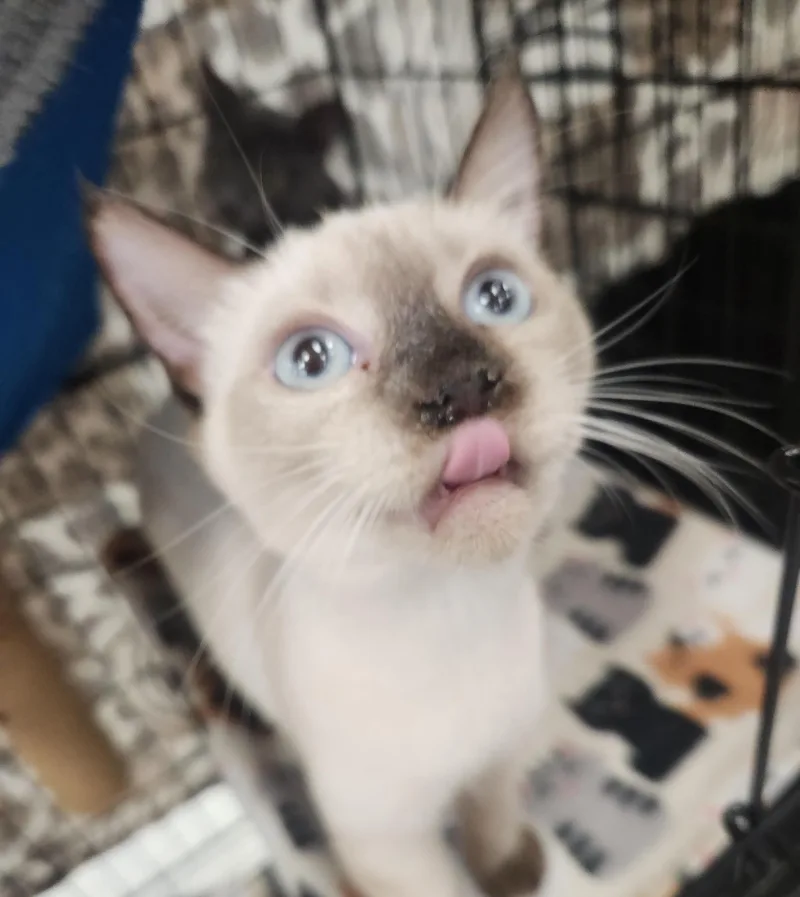 A baby medium-sized female Blue Cream Siamese cat named Veronica for adoption in Westminster, CA