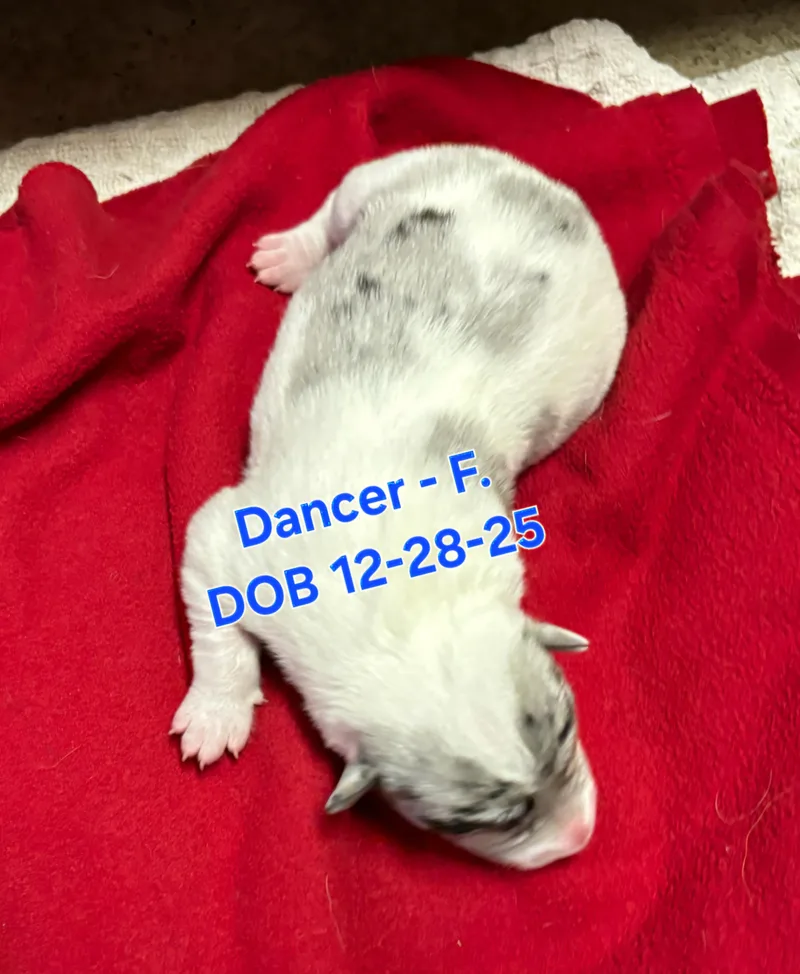 Dancer