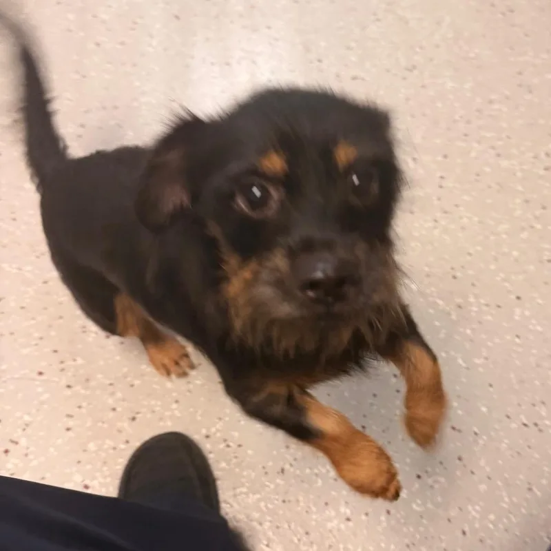 An adult small-sized male Australian Terrier dog named Blueberry for adoption in Indianapolis, IN