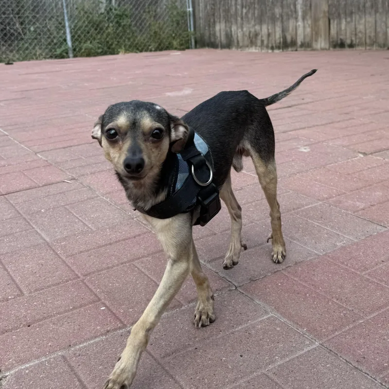 A young small-sized male Black Chihuahua dog named Fritz for adoption in Spring, TX