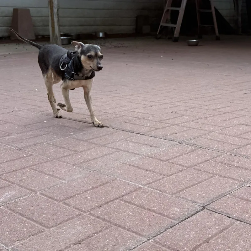 Fritz thumbnail 5