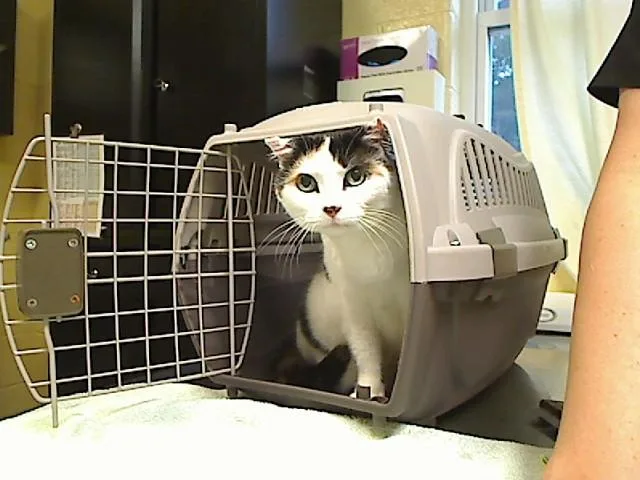 An adult medium-sized female Domestic Short Hair cat named Nana Noodle for adoption in Cookeville, TN