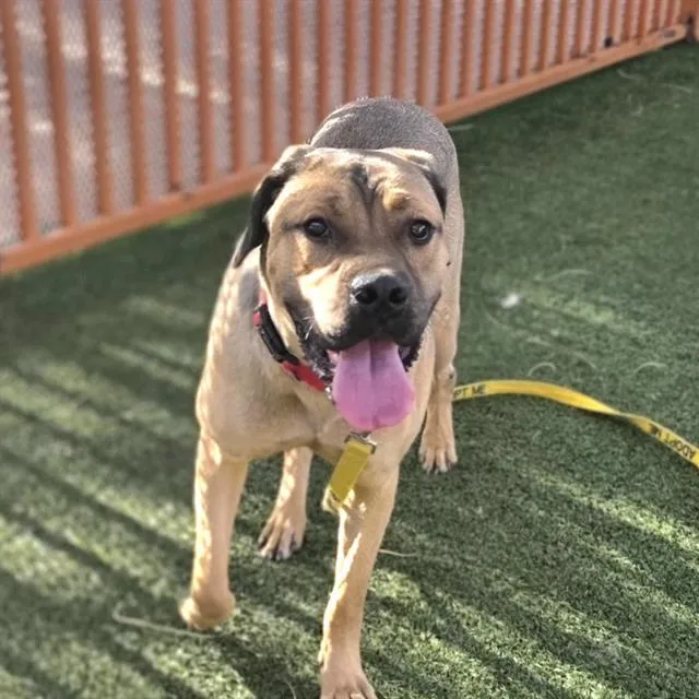 Queen