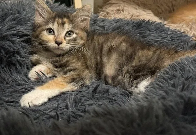 A baby medium-sized female Domestic Medium Hair cat named Kaya for adoption in Woodland, CA