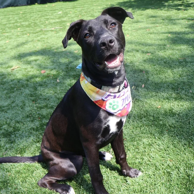 A young large-sized female Black Mixed Breed dog named Raven for adoption in Saint Charles, MO
